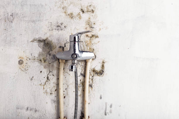 Best Mold Removal Company Near Me  in Calverton Park, MO