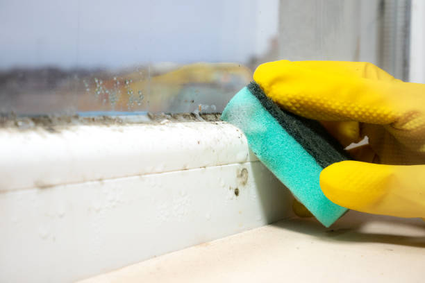 Calverton Park, MO Mold Removal Company